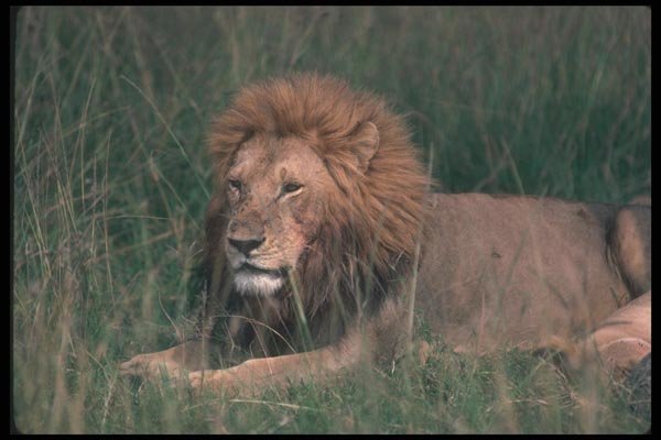 105079 African Lion Big Male Lying Down A4 Photo Print