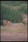 105080 African Lion Lying In Ambush A4 Photo Print
