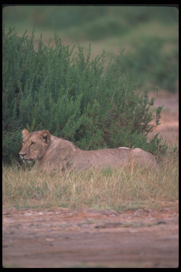 105080 African Lion Lying In Ambush A4 Photo Print
