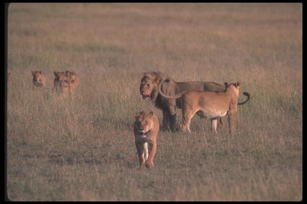 105081 African Lions Pride A4 Photo Print
