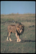 105082 African Lion Big Male On Open Savanna A4 Photo Print