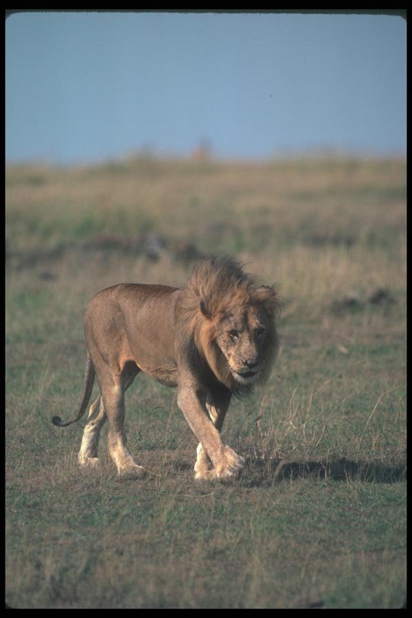 105082 African Lion Big Male On Open Savanna A4 Photo Print