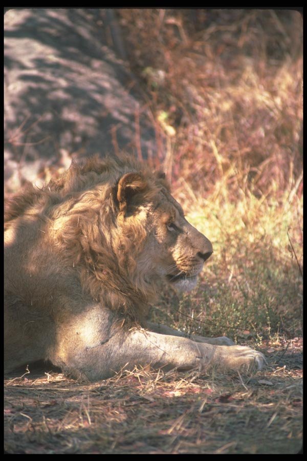 105083 African Lion Very Big Male (Head Shot) A4 Photo Print