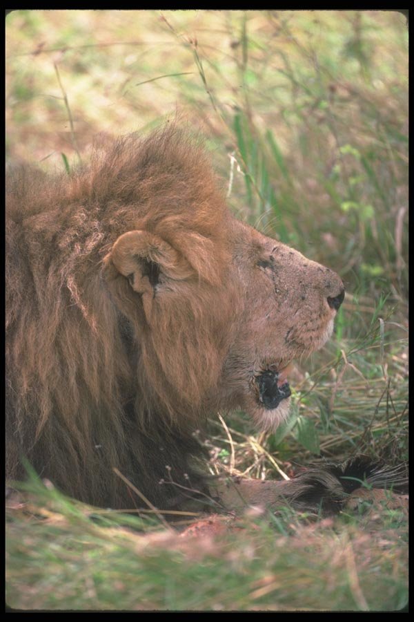 105084 African Lion Big Male (Head Shot) A4 Photo Print