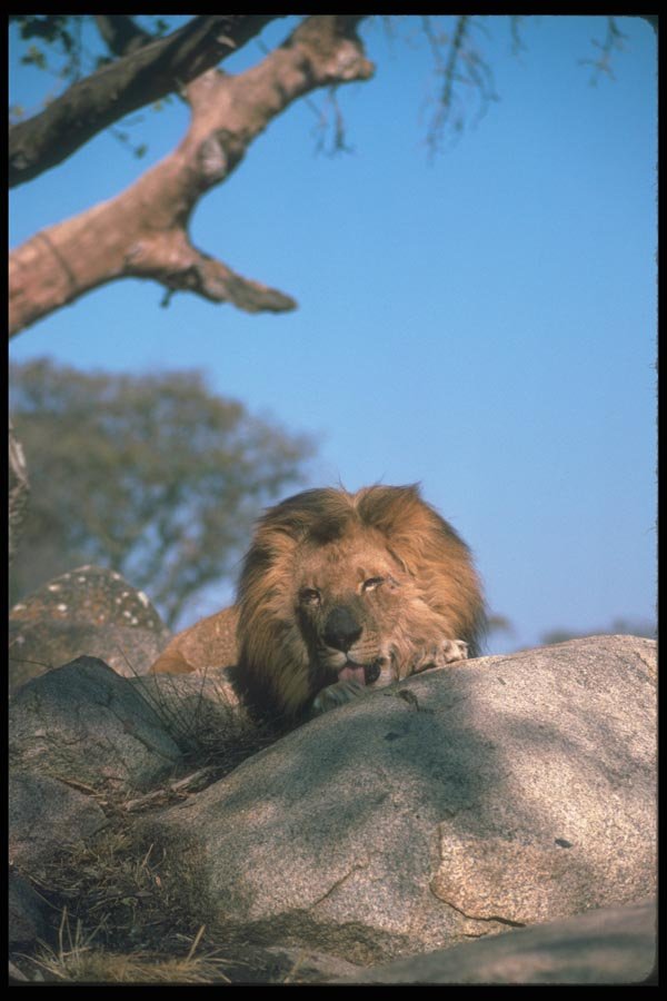 105085 African Lion Huge Male Grooming Paws A4 Photo Print