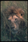 105086 African Lion Big Male A4 Photo Print