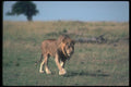 105087 African Lion Big Male On Open Savanna A4 Photo Print
