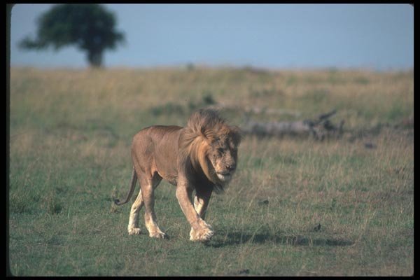 105087 African Lion Big Male On Open Savanna A4 Photo Print