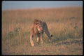 105088 African Lion Big Male Walking A4 Photo Print