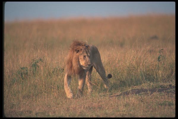 105088 African Lion Big Male Walking A4 Photo Print