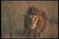 105089 African Lion Huge Male (Head Shot) A4 Photo Print