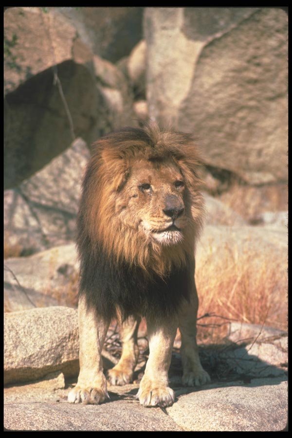 105090 African Lion Huge Male A4 Photo Print