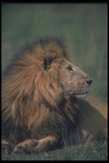 105091 African Lion Big Male A4 Photo Print