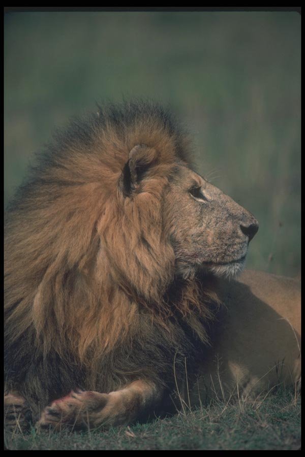 105091 African Lion Big Male A4 Photo Print