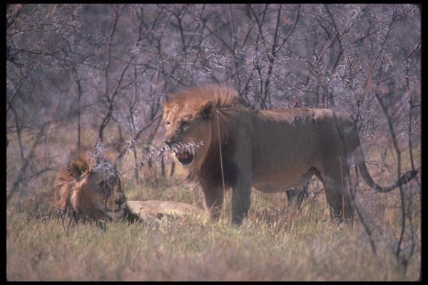 105092 African Lions Pair Of Big Males A4 Photo Print