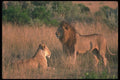 105093 African Lions Mated Pair A4 Photo Print