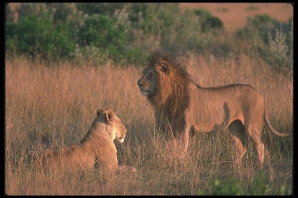 105093 African Lions Mated Pair A4 Photo Print