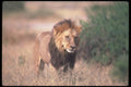 105094 African Lion Big Male A4 Photo Print