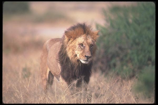 105094 African Lion Big Male A4 Photo Print