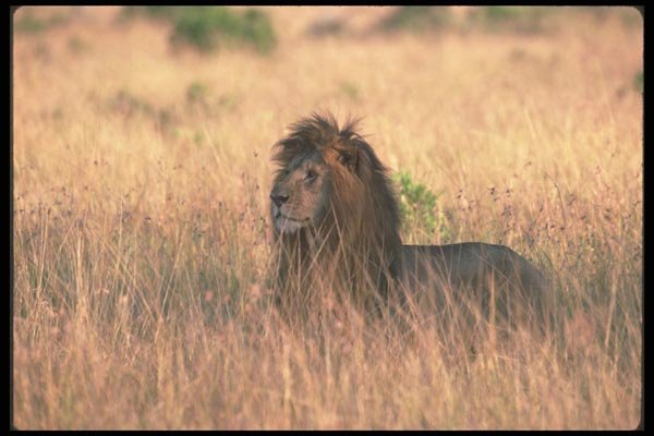 105095 African Lion Huge Male A4 Photo Print
