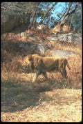 105096 African Lion Adult Male A4 Photo Print