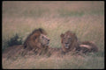 105097 African Lions Big Males Resting A4 Photo Print