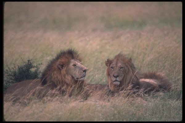 105097 African Lions Big Males Resting A4 Photo Print