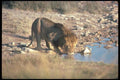 105098 African Lion Drinking A4 Photo Print