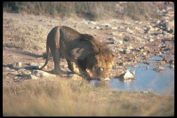 105098 African Lion Drinking A4 Photo Print