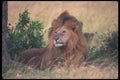 105099 African Lions Large Males A4 Photo Print
