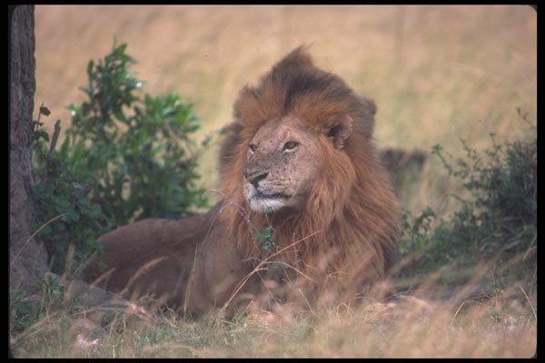 105099 African Lions Large Males A4 Photo Print