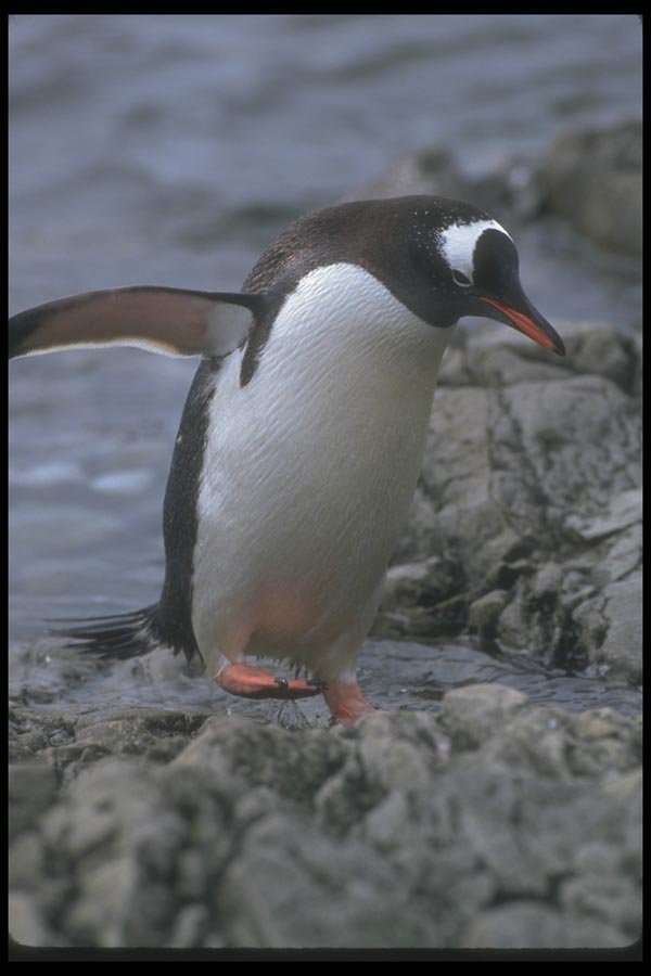 106018 Gentoo Penguin A4 Photo Print