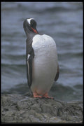 106019 Gentoo Penguin A4 Photo Print