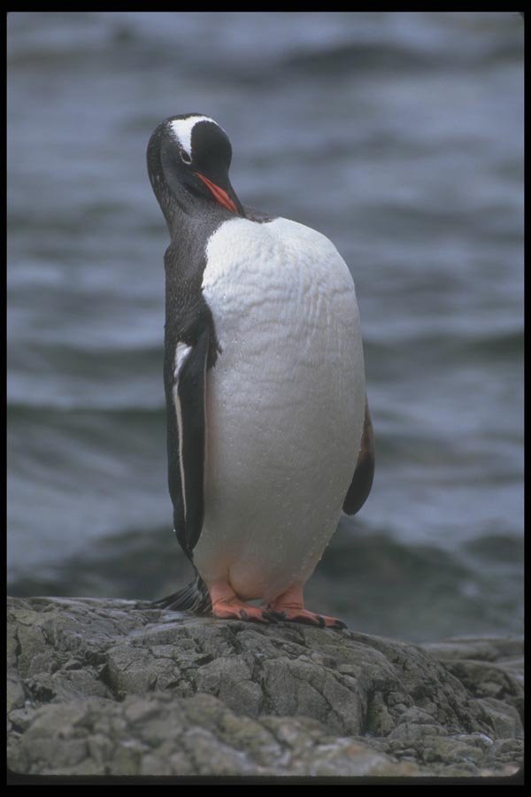 106019 Gentoo Penguin A4 Photo Print
