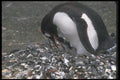 106020 Gentoo Penguin Adult With Small Chicks In Nest A4 Photo Print