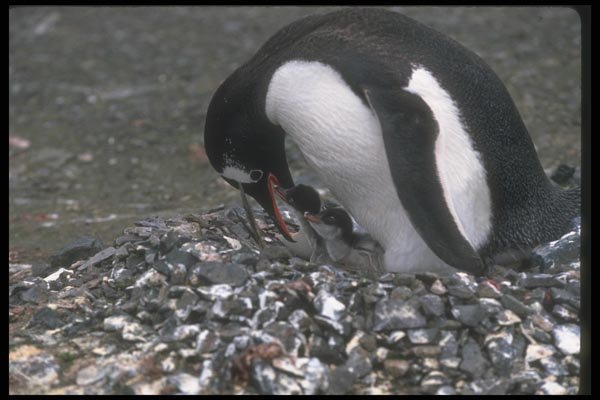 106020 Gentoo Penguin Adult With Small Chicks In Nest A4 Photo Print