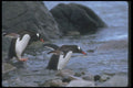 106022 Gentoo Penguins Entering Sea A4 Photo Print