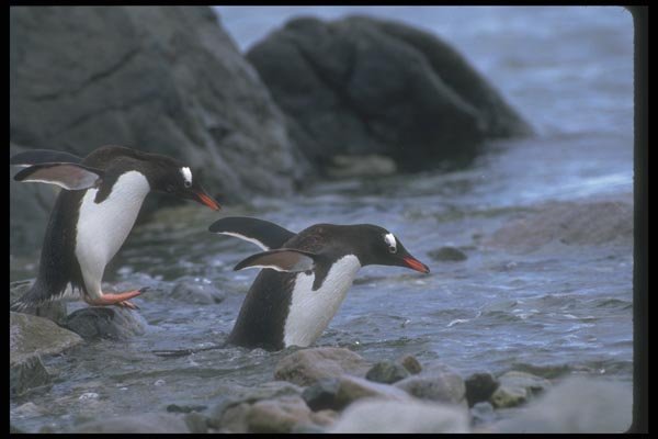 106022 Gentoo Penguins Entering Sea A4 Photo Print