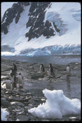 106023 Gentoo Penguins A4 Photo Print