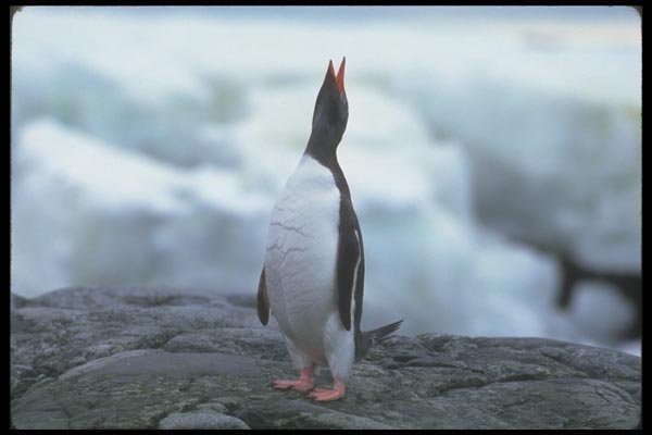 106024 Gentoo Penguin A4 Photo Print