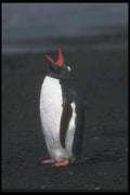 106025 Gentoo Penguin A4 Photo Print