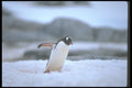 106026 Gentoo Penguin A4 Photo Print