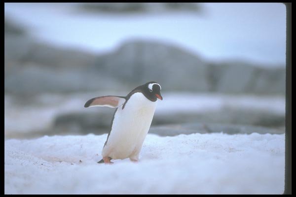 106026 Gentoo Penguin A4 Photo Print