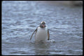 106027 Gentoo Penguin Emerging From Sea A4 Photo Print