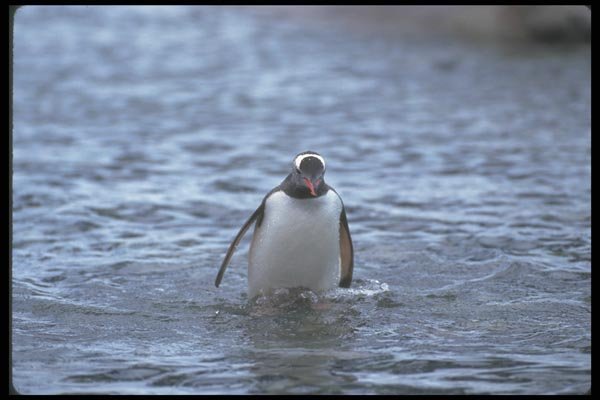 106027 Gentoo Penguin Emerging From Sea A4 Photo Print