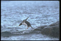106028 Gentoo Penguin Jumping Into Water A4 Photo Print