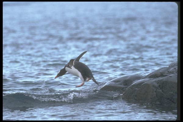 106028 Gentoo Penguin Jumping Into Water A4 Photo Print
