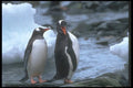 106029 Gentoo Penguins A4 Photo Print