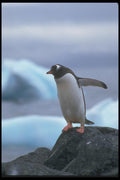 106030 Gentoo Penguin A4 Photo Print