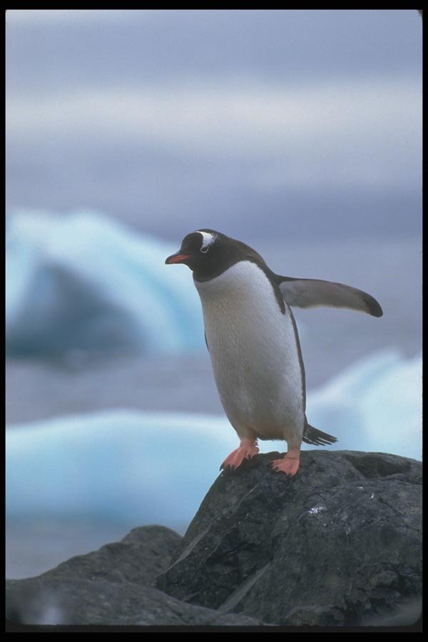 106030 Gentoo Penguin A4 Photo Print
